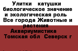 Улитки – катушки: биологическое значение и экологическая роль - Все города Животные и растения » Аквариумистика   . Томская обл.,Северск г.